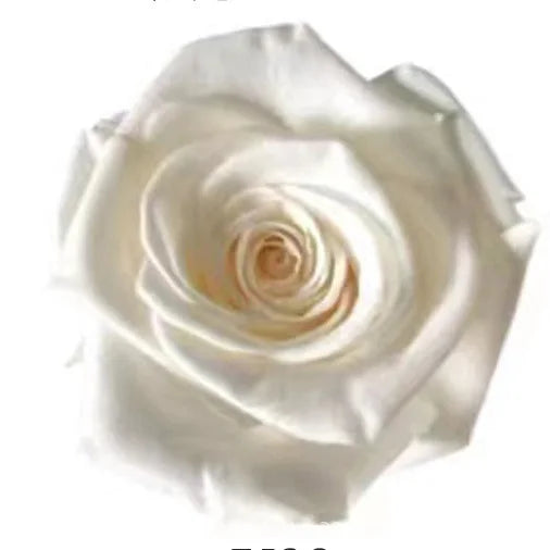 Forever Roses Preserved Flower Heads 6 Pieces DIY Gift Making Materials Wedding Centerpieces Flower Decorations Items