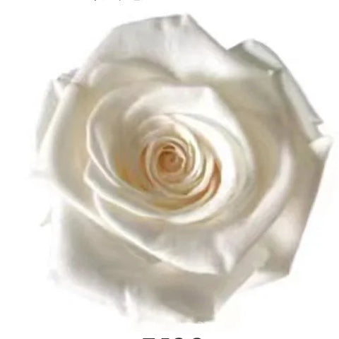 Forever Roses Preserved Flower Heads 6 Pieces DIY Gift Making Materials Wedding Centerpieces Flower Decorations Items