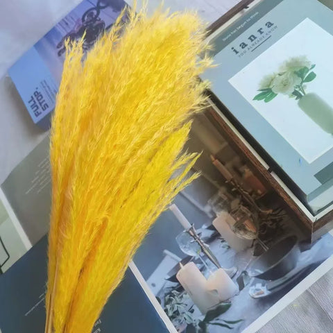 Best-Selling Bohemian Dried Pampas Reed Flowers Mother's Day Graduation Christmas Wedding Valentine's Day Home Decoration Fluffy