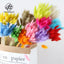 Halloween Decorative Flowers Rabbit Tail Grass & Immortal Flowers Dried Dog Tail Grass Shooting Props