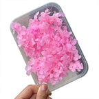 Handmade Preserved Flower Fan for Wedding DIY Wreath Mini Dried Flower Bouquet Artificial Hydrangea Dry Flowers Wall Backdrop