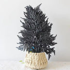 Genuine White Ferns Are Stably Preserved DIY Handicrafts Weddings Home Decorations Dried Flower Plants Mother's Day Graduation