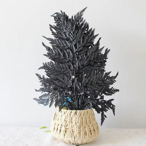 Genuine White Ferns Are Stably Preserved DIY Handicrafts Weddings Home Decorations Dried Flower Plants Mother's Day Graduation