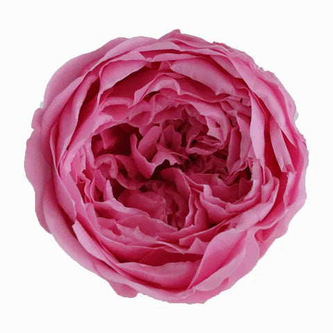 Grade Austin Rose Flower Head 4-5cm Preserved Real Flower 8-Pack Photography Props Wedding Mother's Day Christmas Gift Box