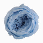 Grade Austin Rose Flower Head 4-5cm Preserved Real Flower 8-Pack Photography Props Wedding Mother's Day Christmas Gift Box