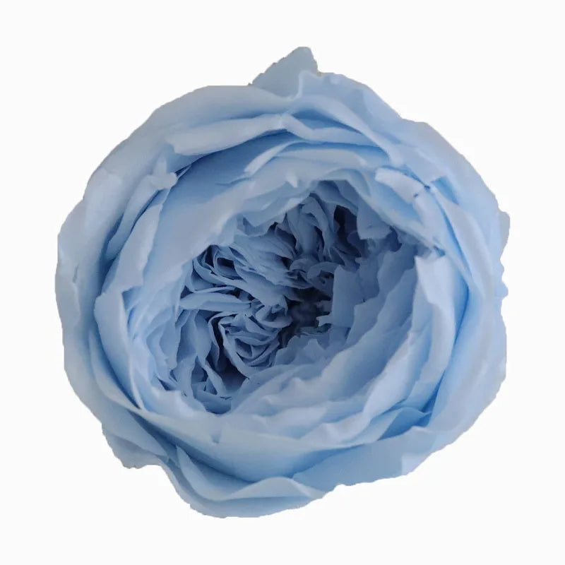 Grade Austin Rose Flower Head 4-5cm Preserved Real Flower 8-Pack Photography Props Wedding Mother's Day Christmas Gift Box