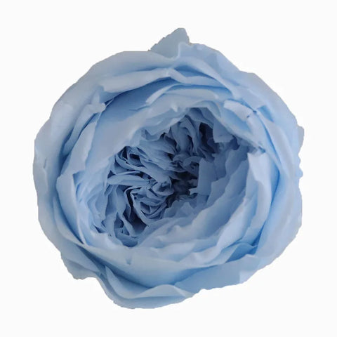 Grade Austin Rose Flower Head 4-5cm Preserved Real Flower 8-Pack Photography Props Wedding Mother's Day Christmas Gift Box