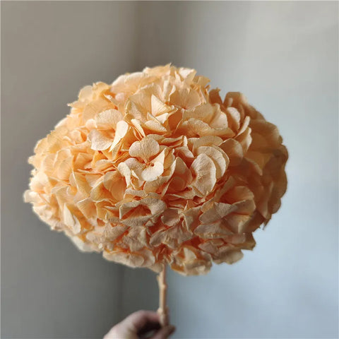 Anna Large Leaf Hydrangeas Preserved Bleached Color Single Bulk Dried Flowers & Plants Flower Wall Decor Father's Day