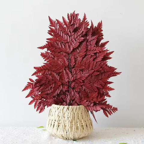 Genuine White Ferns Are Stably Preserved DIY Handicrafts Weddings Home Decorations Dried Flower Plants Mother's Day Graduation