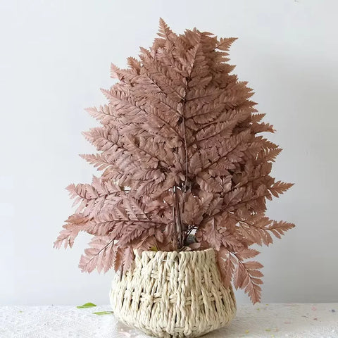 Genuine White Ferns Are Stably Preserved DIY Handicrafts Weddings Home Decorations Dried Flower Plants Mother's Day Graduation