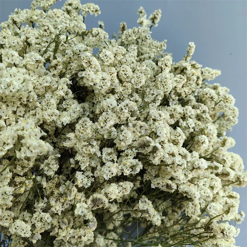Preserved Crystal Grass Baby's Breath Dried Flowers for Home Arrangement & Wedding DIY Bouquet Baby Breath Flower Artificial