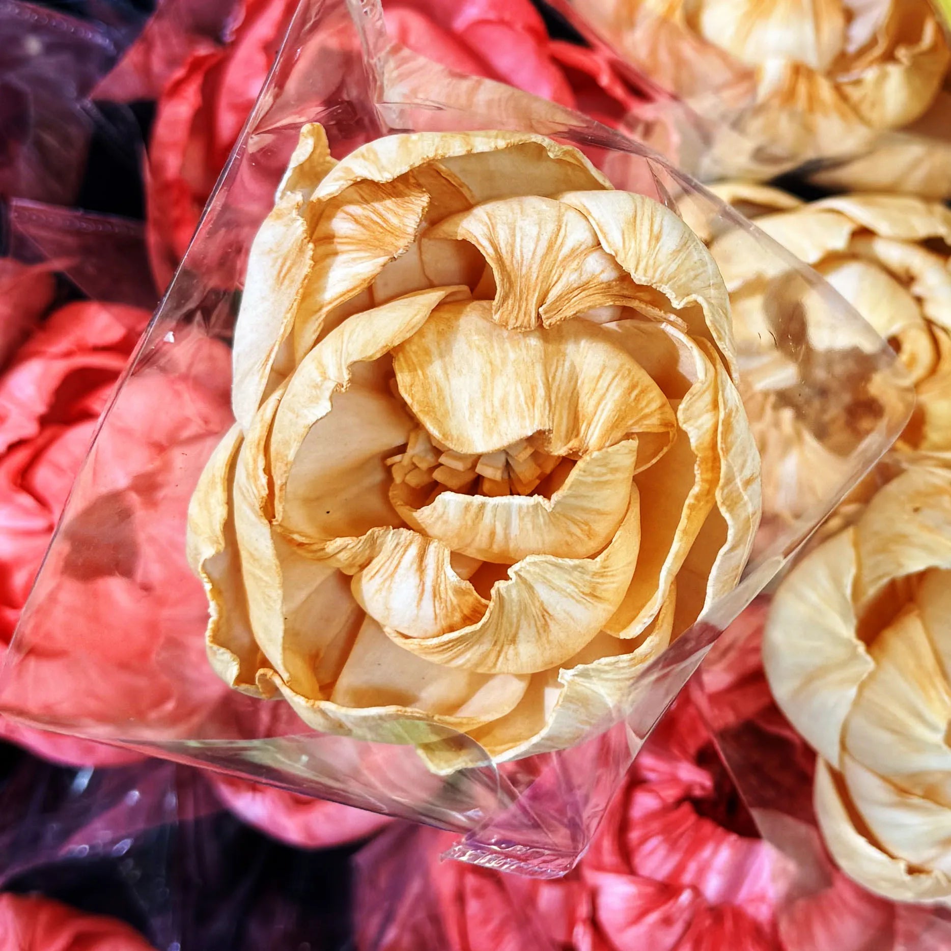 Tongcao Large Dried Peony Flower Home Decoration Preserved Artificial Red Flower Ball Arrangement Centerpieces Bunches