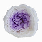 Grade Austin Rose Flower Head 4-5cm Preserved Real Flower 8-Pack Photography Props Wedding Mother's Day Christmas Gift Box