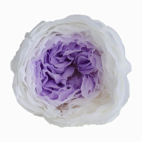 Grade Austin Rose Flower Head 4-5cm Preserved Real Flower 8-Pack Photography Props Wedding Mother's Day Christmas Gift Box
