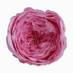 Grade Austin Rose Flower Head 4-5cm Preserved Real Flower 8-Pack Photography Props Wedding Mother's Day Christmas Gift Box