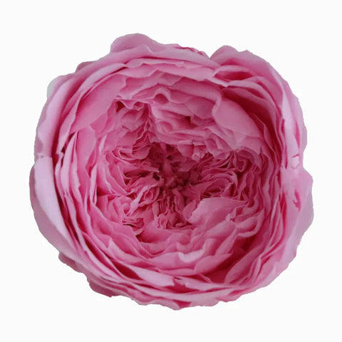 Grade Austin Rose Flower Head 4-5cm Preserved Real Flower 8-Pack Photography Props Wedding Mother's Day Christmas Gift Box