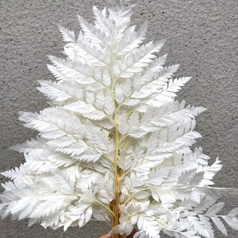 Genuine White Ferns Are Stably Preserved DIY Handicrafts Weddings Home Decorations Dried Flower Plants Mother's Day Graduation