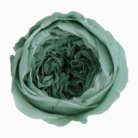 Grade Austin Rose Flower Head 4-5cm Preserved Real Flower 8-Pack Photography Props Wedding Mother's Day Christmas Gift Box