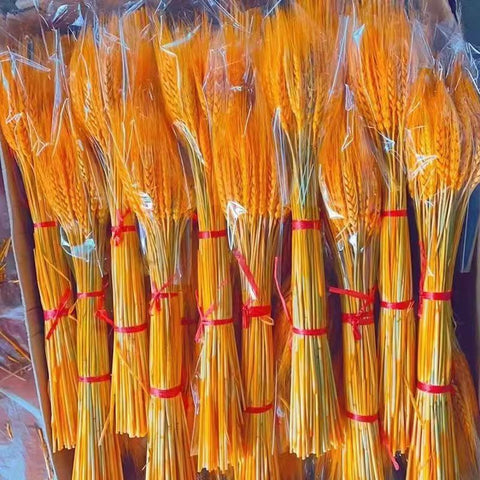 Dried barley flowers opened, wheat ears, bouquets, gifts, living room pastoral decoration, flower arrangement props, golden dried flowers