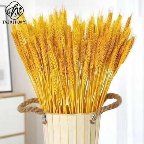 Dried barley flowers opened, wheat ears, bouquets, gifts, living room pastoral decoration, flower arrangement props, golden dried flowers